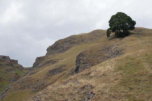 Lone tree above Winnats Pass near Castleton in the Peak District