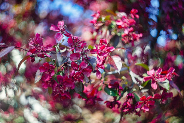 Red Tree Blossoms in Spring: A burst of vibrant color.