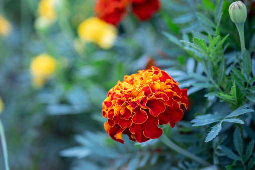 Close-up of marigold flower head in the garden. Gardening and floriculture concept