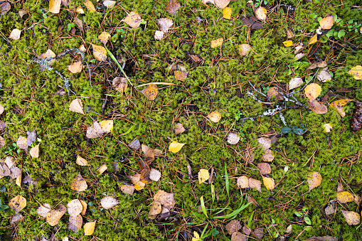 Moss and fallen leaves texture