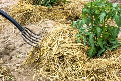 hay fork covering the ground around tomato plants with straw mulch