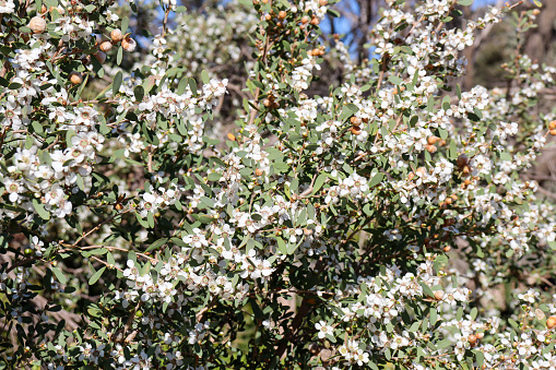white flowers of tea tree