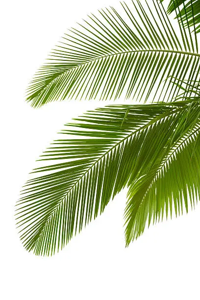 Leaves of palm tree  isolated on white background