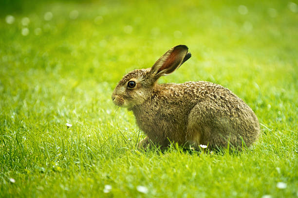 european hare stock photo