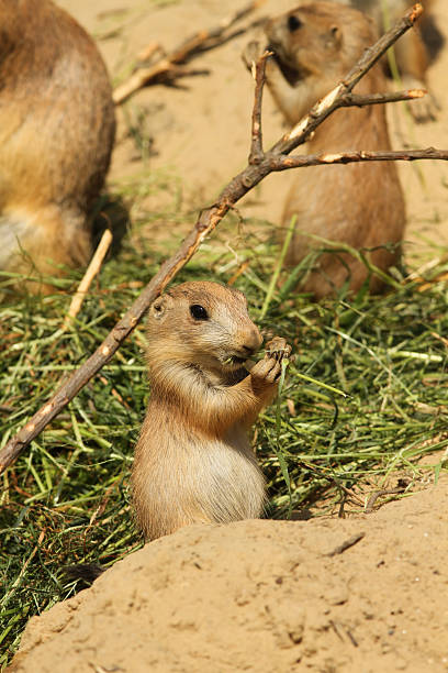 istock Little prairie dog eating 178359443