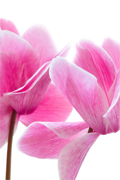 istock cyclamen pink flower 178359458
