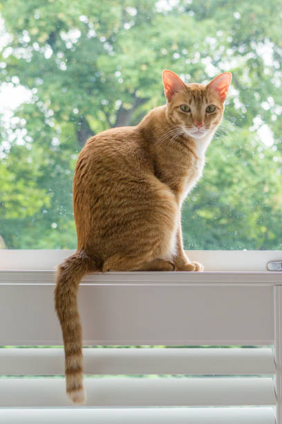 istock Orange cat sitting on a window sill looking at camera 1783594889