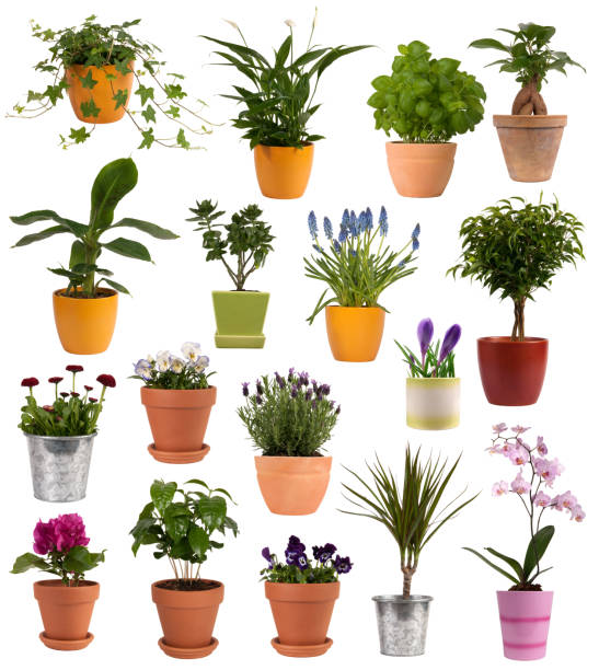 istock Flowers and plants in pots 178359582