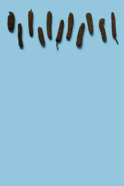 Dry Indian long pepper . Piper Longum ,Piper retrofractum, Pippali, Long pepper. Pattern texture background. Top view. Dry Indian long pepper . Piper Longum ,Piper retrofractum, Pippali, Long pepper. Pattern texture background. Top view. capsicum annuum longum stock pictures, royalty-free photos & images