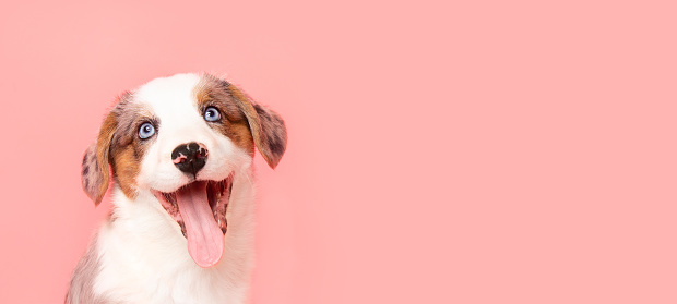 Welsh Corgi Cardigan cute fluffy merle blue-eyed dog puppy. funny happy animals on pink background with copy space