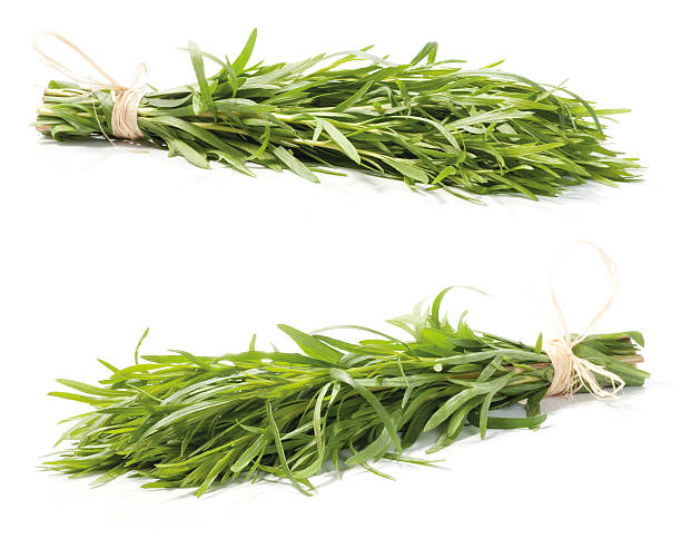 ervas frescas de estragão - tarragon close up herb bunch imagens e fotografias de stock