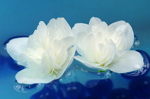 istock Pretty White Jasmine Flowers Floating on Water 178360014