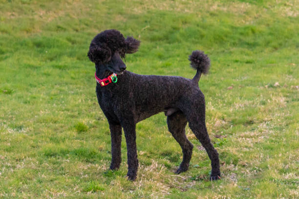 istock Black standard poodle standing in the grass 1783600363