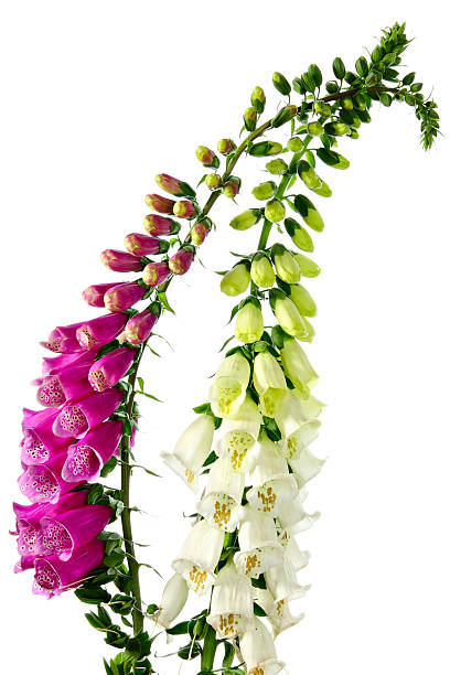 istock Flowers of digitalis 178360133