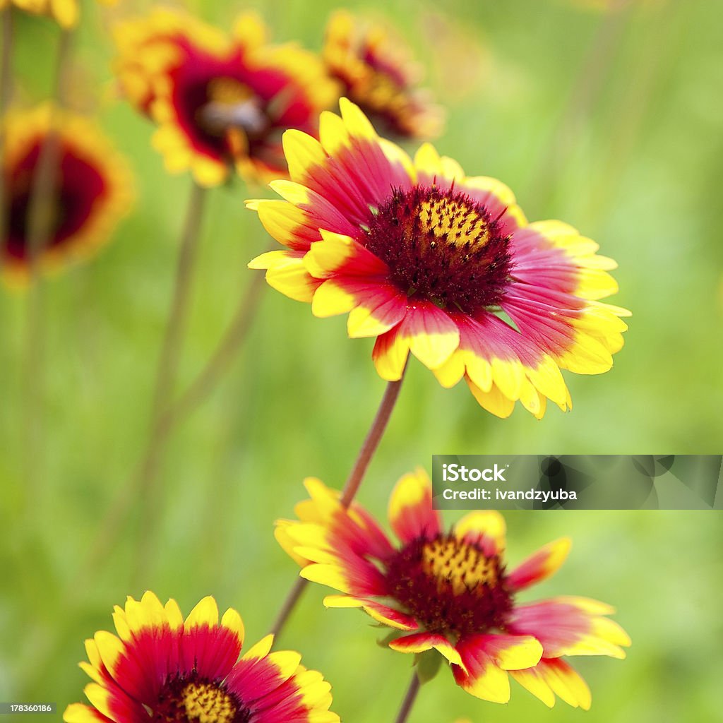 Beautiful red flowers Beautiful red flowers. Gaillardia pulchella (Blanket flower) Backgrounds Stock Photo