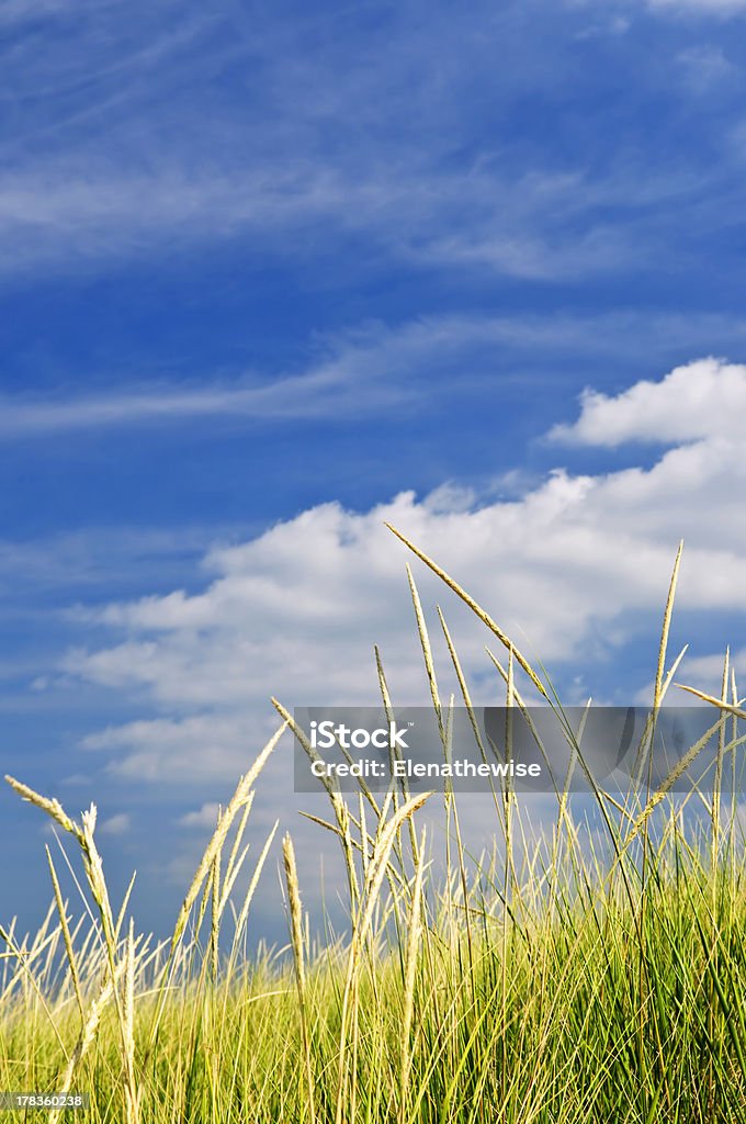 Tall grass on sand dunes Tall green grass growing on sand dunes against cloudy sky Beach Stock Photo