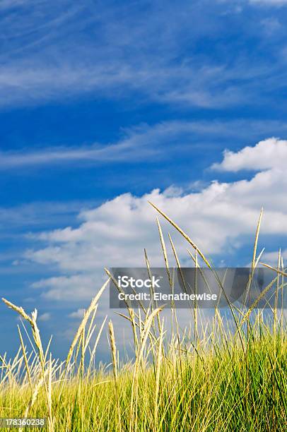 Tall Grass On Sand Dunes Stock Photo - Download Image Now - Beach, Blue, Canada