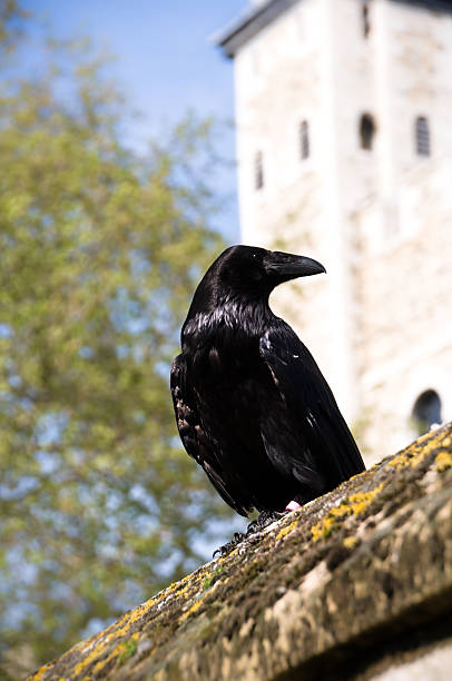istock Black crow in London 178360315
