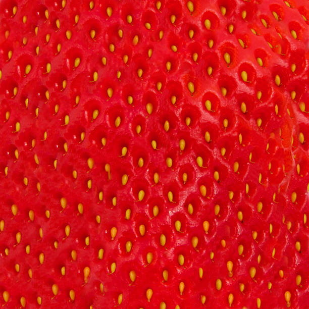 fraise - chandler strawberry photos et images de collection