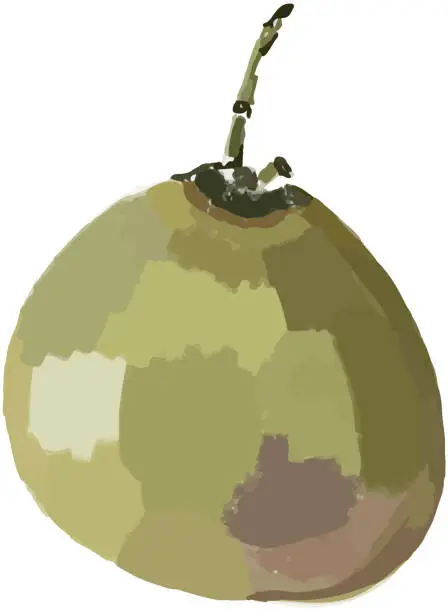 Vector illustration of Isolated illustration of green coconut