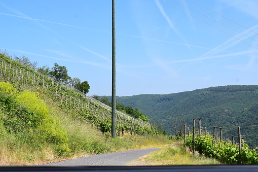vineyard road at the Mosel