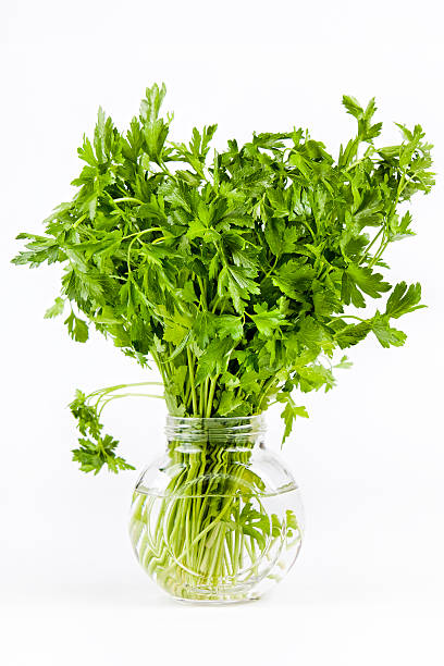 Bunch of parsley stock photo