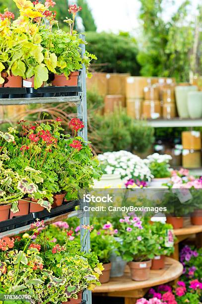 Garden Center Green House Mit Vielen Blumen Stockfoto und mehr Bilder von Baumblüte - Baumblüte, Blume, Blumentopf