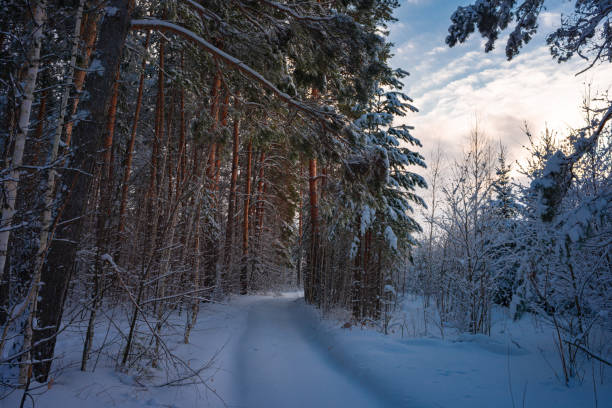 Pine trees covered with snow on frosty evening. Beautiful winter panorama stock photo