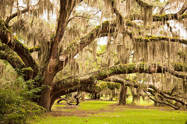 Ancient Oak Tree "A very old giant Oak tree typical of the Southern states.  This one is on Jekyll Island, Georgia" live oak tree stock pictures, royalty-free photos & images