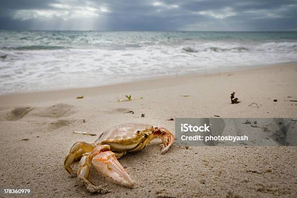 Crab Stockfoto und mehr Bilder von Australien - Australien, Fotografie, Horizontal