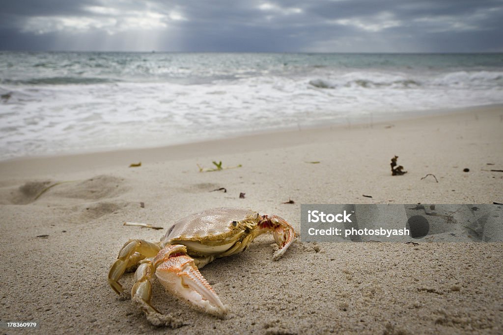 Crab - Zbiór zdjęć royalty-free (Australia)