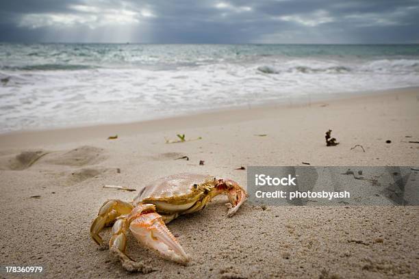 Crab - zdjęcia stockowe i więcej obrazów Australia - Australia, Charakterystyka brzegu, Fala - Woda