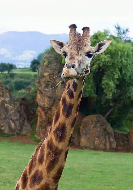 Photo of jirafa, giraffe, camelopardalis