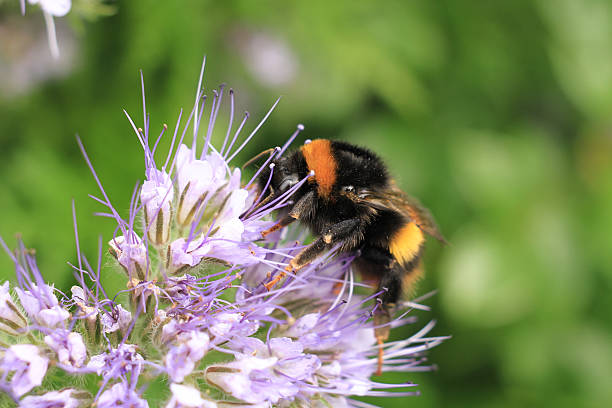 Bumble Bee On Flower stock photo