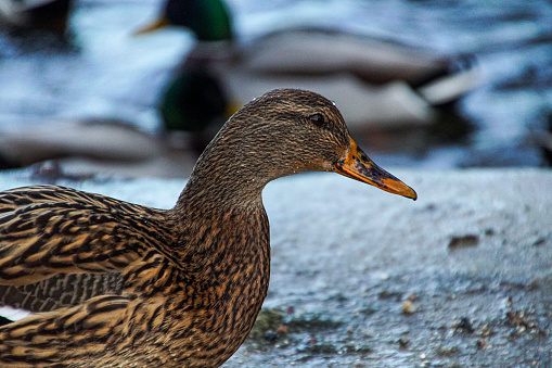 Close up of a duck