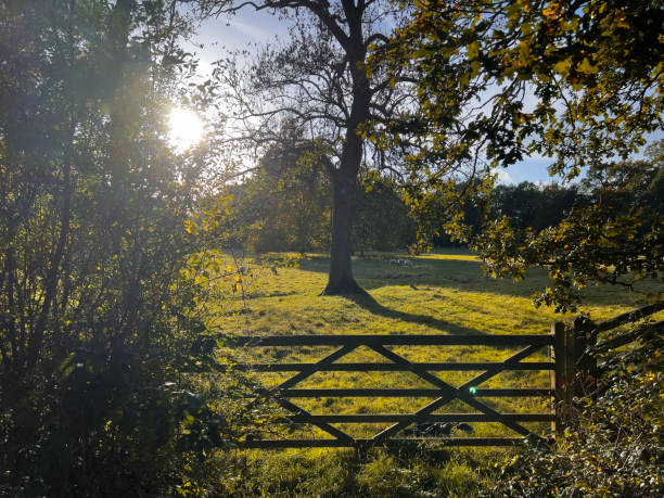 istock walking footpath autumn fall nature outdoors landscape environment beautiful 1783610846