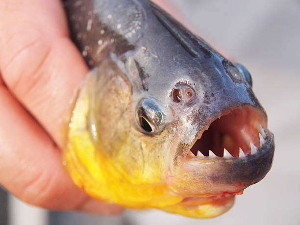 piranha - piranha - fotografias e filmes do acervo