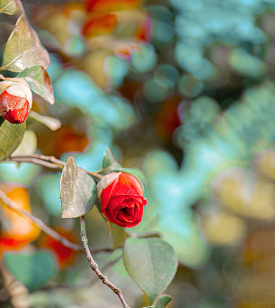 Rose. Red flowers buds. Natural blurred background with bokeh. Spring time. Sky. Shallow depth of field. Toned image.