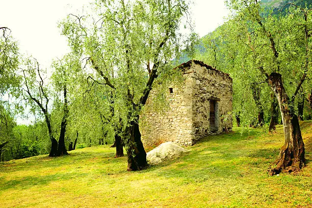 olive grove with a farm house