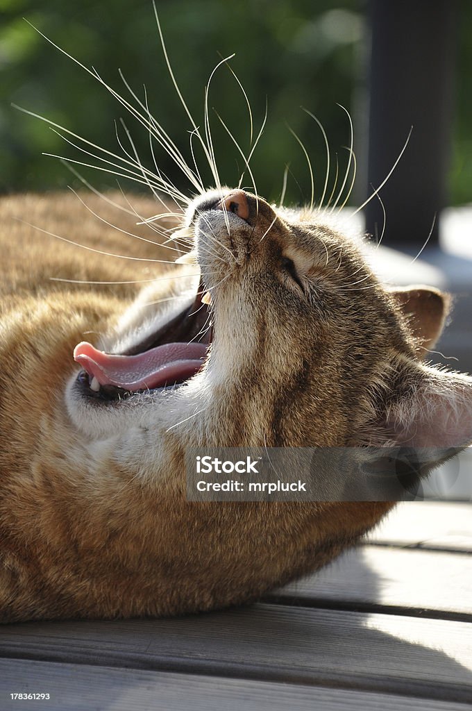 Yawning cat GAhnende cat with wide open mouth Animal Stock Photo