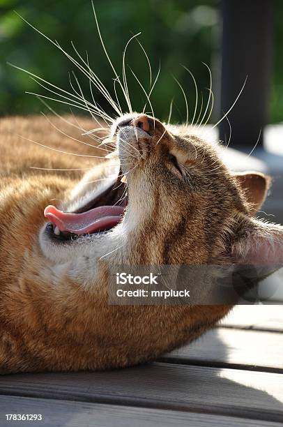Yawning Cat Stock Photo - Download Image Now - Animal, Back Lit, Concepts