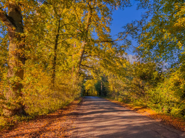 istock walking footpath autumn fall nature outdoors landscape environment beautiful 1783613210