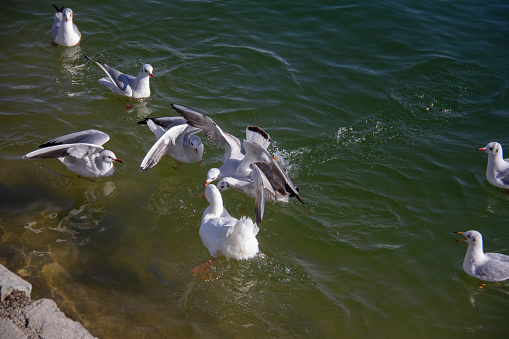 A group of seagulls next to each other in a lake in the west of Tehran