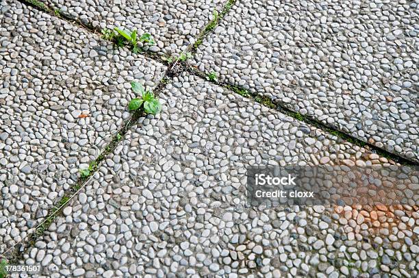 Persistência De Infestantes - Fotografias de stock e mais imagens de Abstrato - Abstrato, Chão de Azulejo, Cinzento