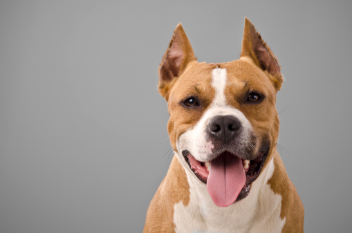 Staffordshire terrier portrait.