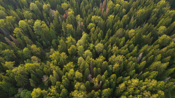 Free Stock Photo of Aerial view of a forest of trees | Download Free ...