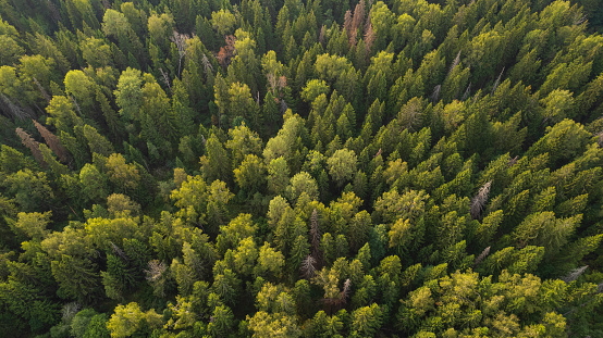 Summer in forest aerial top view. Mixed forest, green deciduous trees.