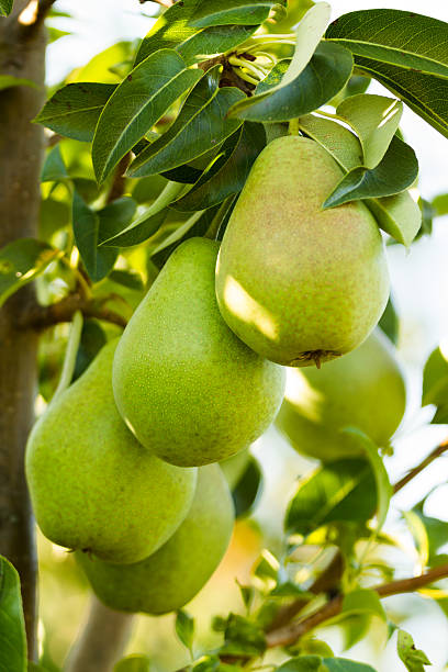 istock Closeup of a pears 178361893