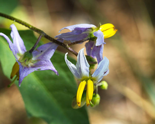 Carolina Horsenettle Wildflower - Solanum carolinense "This native wildflower of Alabama is called by several names, Carolina Horse Nettle, Bull Nettle, Devil's Tomato - Solanum carolinense. It is considered a noxious weed, and most parts of the plant are poisonous." morgan county stock pictures, royalty-free photos & images