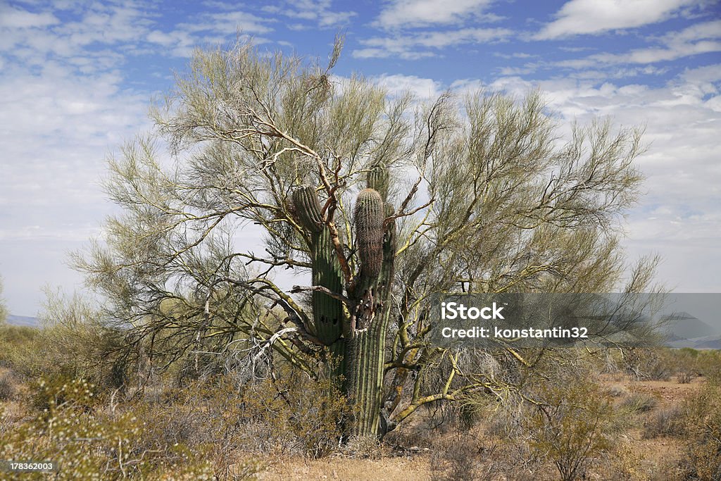 Gigant cactus ergriffen tree - Lizenzfrei Arizona Stock-Foto